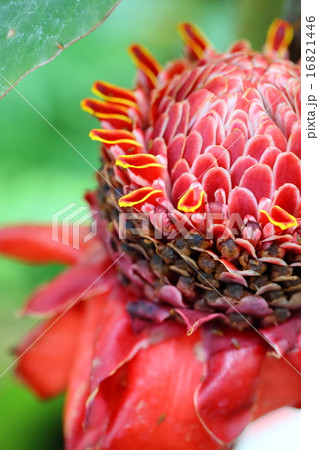 トーチジンジャーの花 16821446