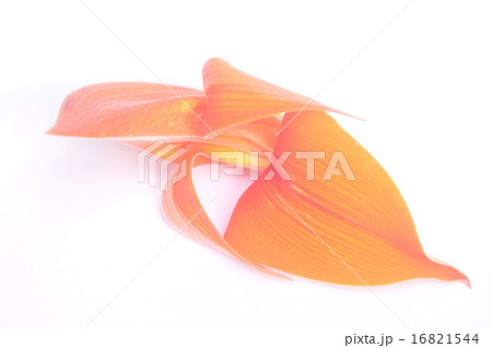 Butea monosperma flowers 16821544