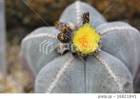 花咲く鸞鳳玉 16821845