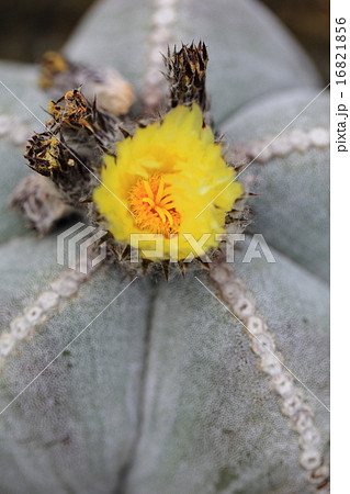 花咲く鸞鳳玉 16821856