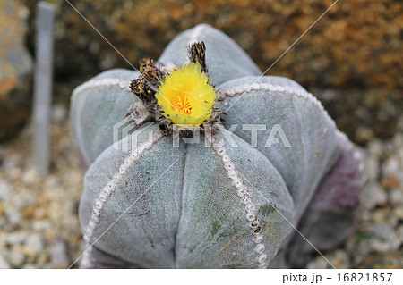 花咲く鸞鳳玉 花咲く鸞鳳玉 16821857