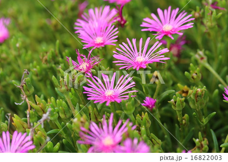 デロスペルマ・クーペリの花 16822003