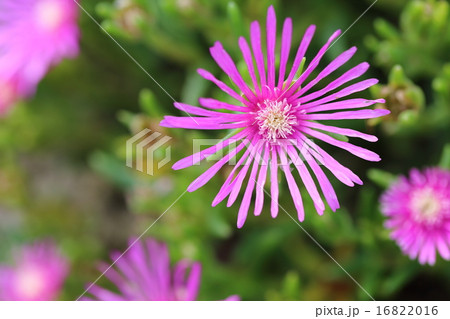 デロスペルマ・クーペリの花 デロスペルマ・クーペリの花 16822016