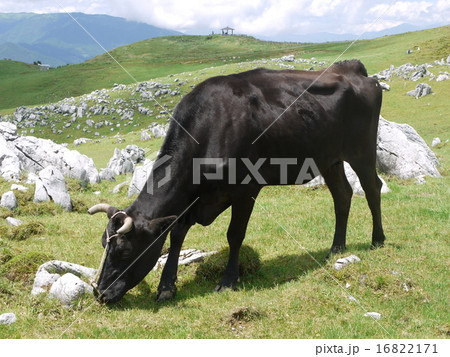 四国カルストの放牧牛 16822171