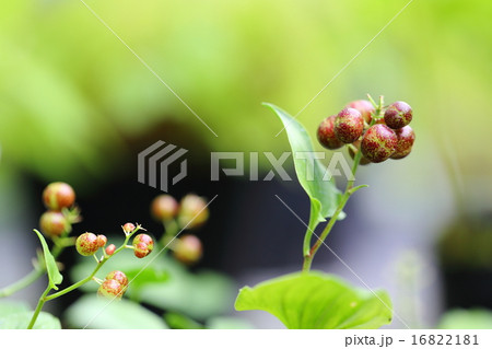 絶滅危惧植物 マイヅルソウ(果実) 絶滅危惧Ⅰ類(CR+EN) 絶滅危惧植物 マイヅルソウ(果実) 絶滅危惧Ⅰ類(CR+EN) 16822181