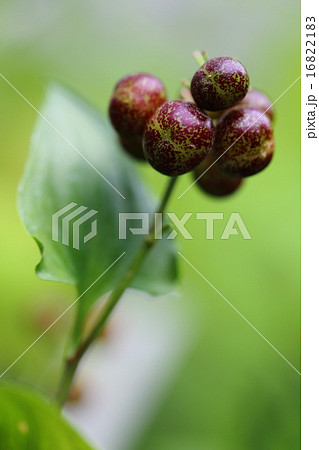 絶滅危惧植物　マイヅルソウ（果実）　絶滅危惧Ⅰ類(CR+EN) 16822183