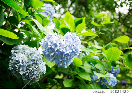 アジサイ 16822420