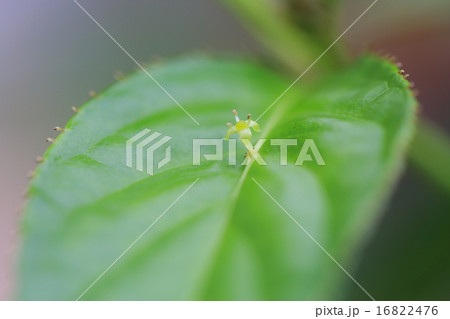 絶滅危惧植物 リュウキュウハナイカダ (準絶滅危惧(NT)) 絶滅危惧植物 リュウキュウハナイカダ (準絶滅危惧(NT)) 16822476