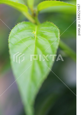 絶滅危惧植物　リュウキュウハナイカダ　(準絶滅危惧(NT)) 16822487