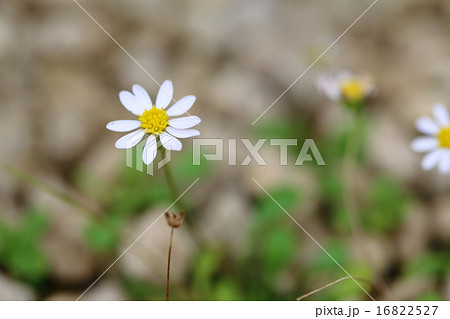 マルバヒメヒナギクの花 16822527
