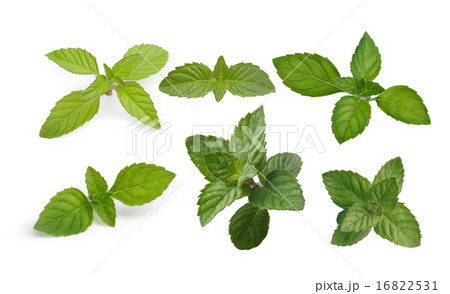 Mint leaves collection 16822531