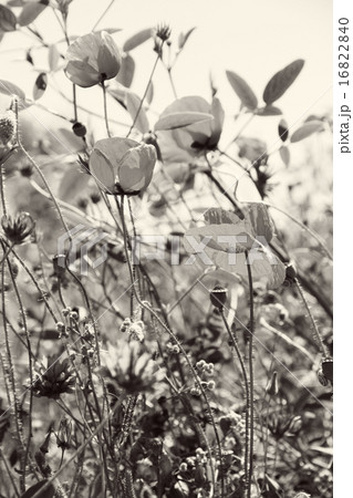 Poppies and other wild flowers.In black and white  16822840