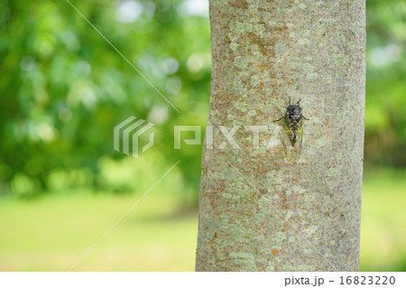 クマゼミ 16823220