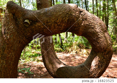 ねじねじの木 16823525