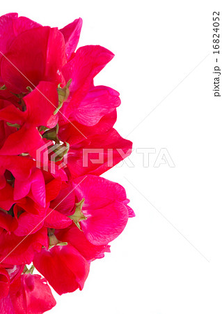 Sweet pea flowers 16824052