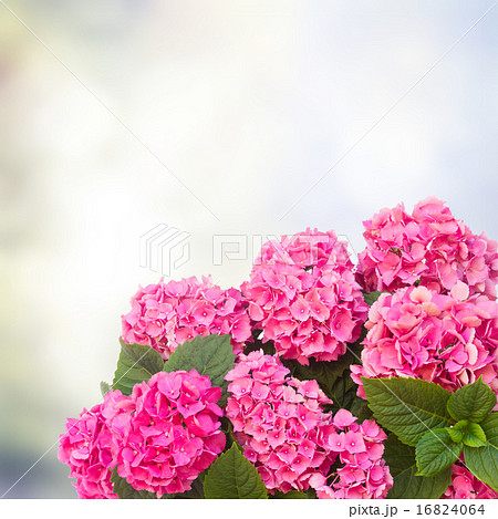 pink  hortensia flowers 16824064