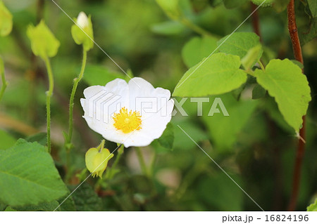 キスツス ポフリフォリウスの花の写真素材 16824196 Pixta