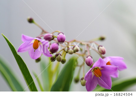 ルリヤナギの花 ルリヤナギの花 16824504