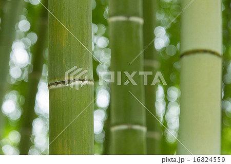 竹の節画像 – 竹の節とは – UNGM