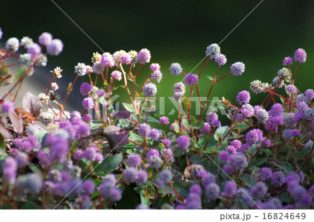 方丈庭園のヒメツルソバ 16824649
