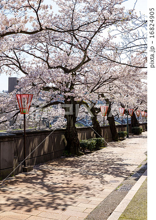 主計町 - 桜 16824905