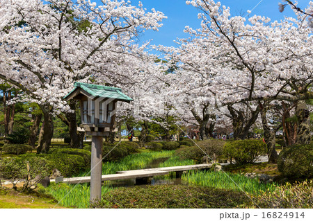 兼六園 - 桜 兼六園 - 桜 16824914