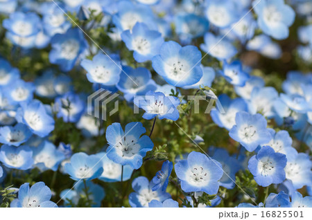 ネモフィラ ネモフィラ 16825501