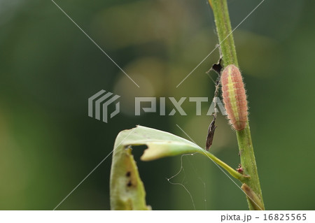 ムラサキシジミの幼虫 16825565