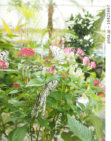 沖縄・石垣空港の中庭に舞うオオゴマダラ 沖縄・石垣空港の中庭に舞うオオゴマダラ 16825667