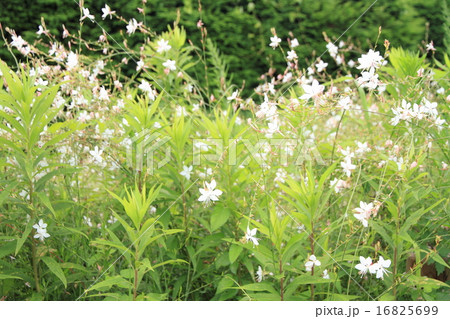 ガウラの花 16825699
