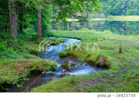 御射鹿池の流入路 御射鹿池の流入路 16825730