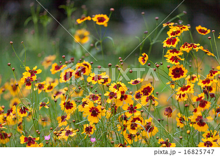 ハルシャギク 16825747