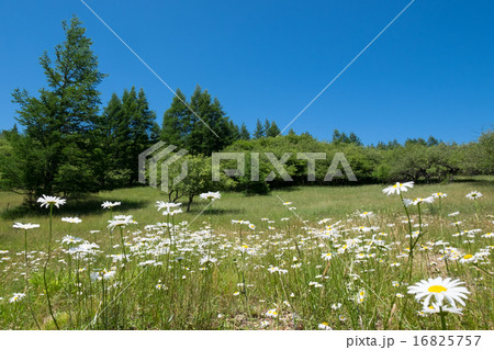 フランスギク 16825757