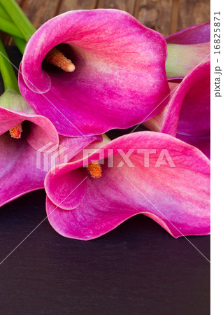 Calla lilly 16825871