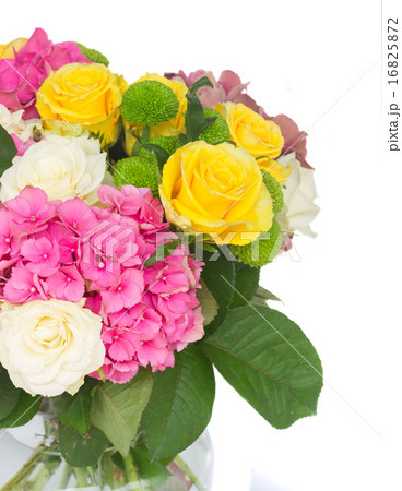 pink  hortensia flowers 16825872