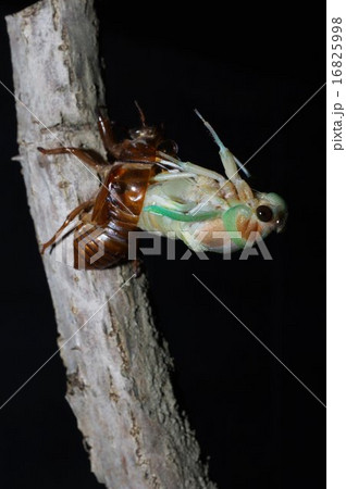 アブラゼミの羽化　連続写真（１１／２８） 16825998