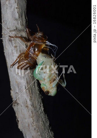 アブラゼミの羽化　連続写真（１４／２８） 16826001