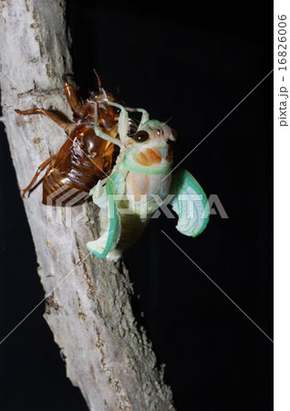 アブラゼミの羽化　連続写真（１９／２８） 16826006