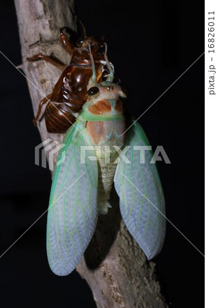 アブラゼミの羽化　連続写真（２４／２８） 16826011