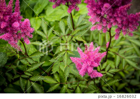 plumes of pink astilbe 16826032