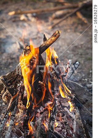 Bonfire in the spring forest. coals of fire 16826279