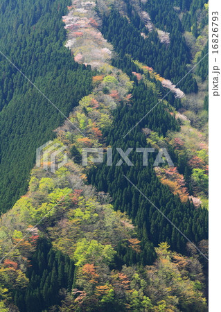 天空への桜新緑の道 16826793
