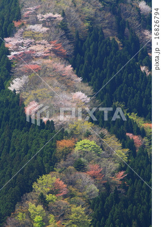 桜新緑の道 16826794