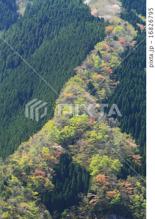 天空への桜新緑の道 天空への桜新緑の道 16826795