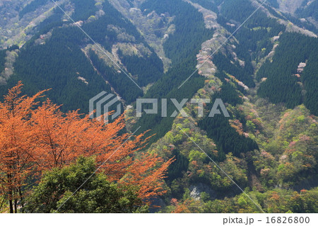 天空への桜新緑の道 16826800