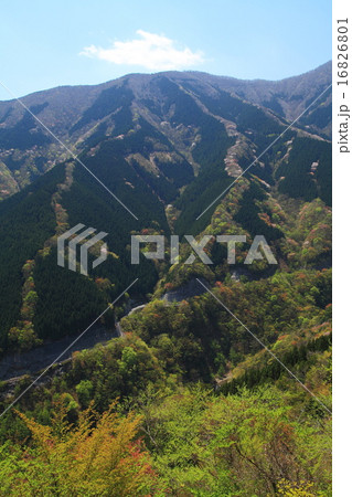 行者還岳の春 16826801