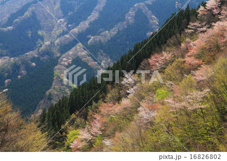 行者還岳の春 行者還岳の春 16826802