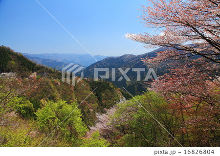 行者還岳の春 行者還岳の春 16826804