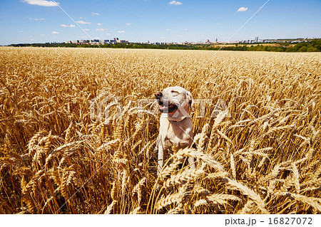 Dog in cornfield Dog in cornfield 16827072