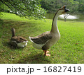 胸を張って悠々と 16827419